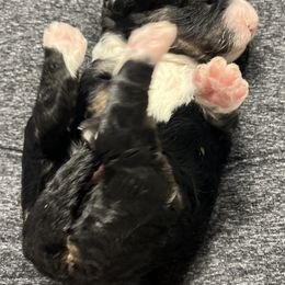 Bernedoodle Puppies from Jeanie’s Doodles