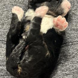 Bernedoodle Puppies from Jeanie’s Doodles