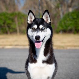 Aela - Siberian Husky