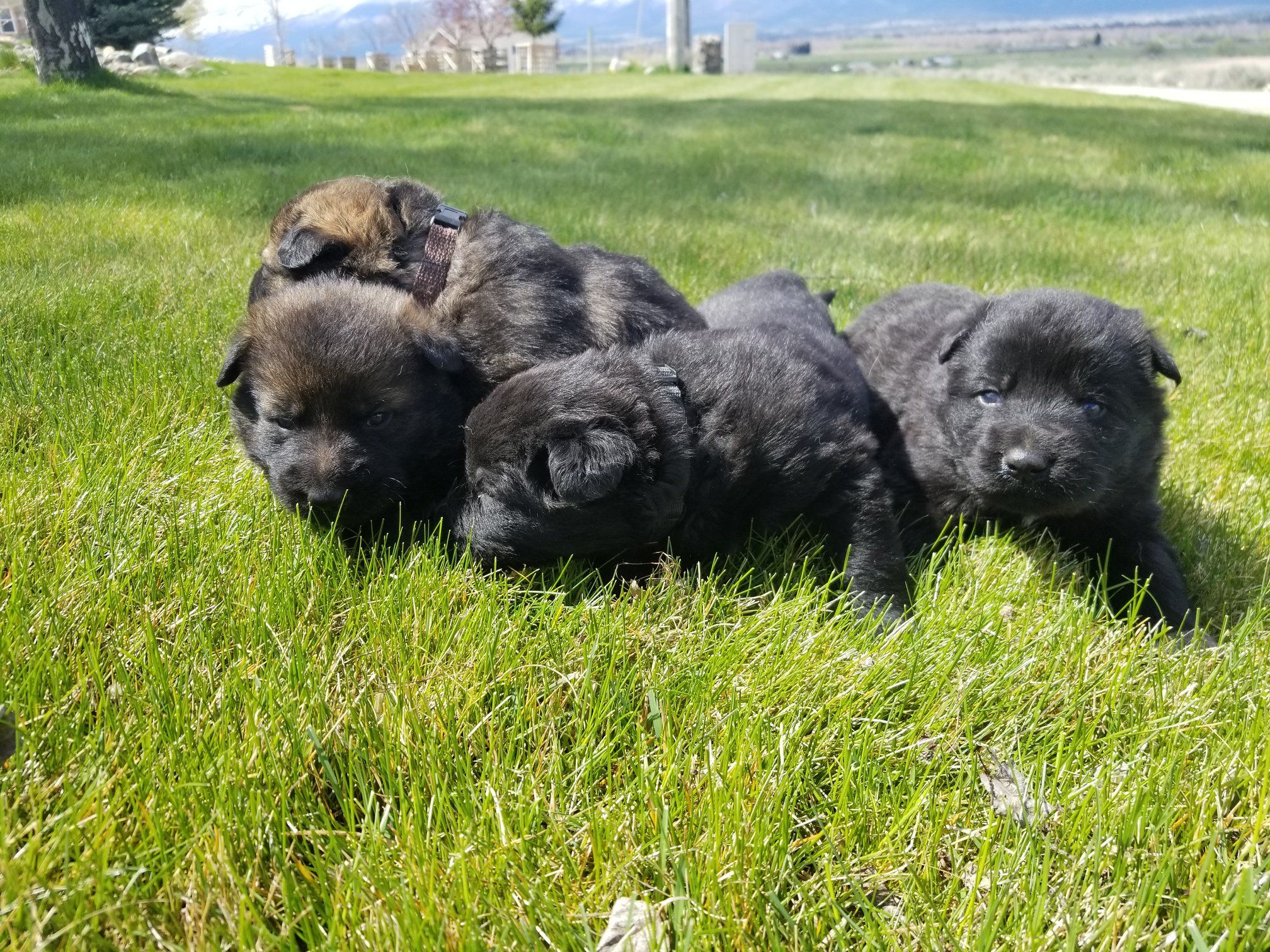 Vom berk store haus german shepherds