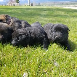 German Shepherd Puppies from Vom Berk Haus German Shepherds
