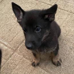 Orange Collar - Black and tan male German Shepherd puppy in Rockbridge, Ohio from Sandy’s Shepherds