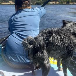 Border Collies, Miniature Australian Shepherds, and Pomeranians from Akins Aussies/Wild Rose Ranch