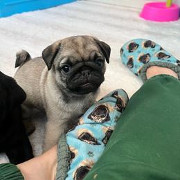 HooHoo - Fawn female Pug puppy in Grants Pass, Oregon from Malta Pugs