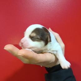 Mary - White and chocolate female Chinese Crested puppy in Frederick, Maryland from Lovable Cresteds