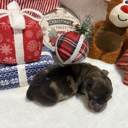 Red dapple male - Dapple male Dachshund puppy in Pleasant Plains, Arkansas from JGBs Dachshunds