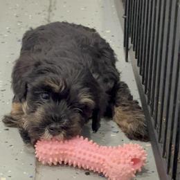 1 Dallas - Black and tan male Schnoodle puppy in Saint Augustine, Florida from Gunnie Luv, LLC