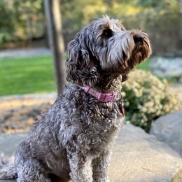 Birdie - Australian Labradoodle