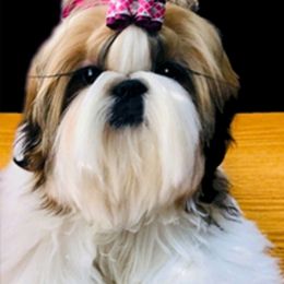 Shih Tzu Puppies from Jazzie Shih Tzu