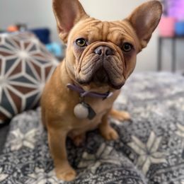 Rue - French Bulldog