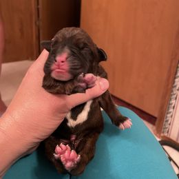 Martina McBride - Brindle Boxer puppy in Willard, North Carolina from Boone’s Boxers of North Carolina