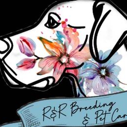 Great Danes from R&R Breeding and Pet Care