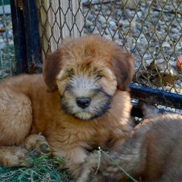 Oak - Wheaten male Soft Coated Wheaten Terrier puppy in Kirksville, Missouri from Ironwood Ridge Kennels