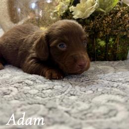 Adam - Chocolate and tan male Dachshund puppy in Aiken, South Carolina from State Eight Dachshunds
