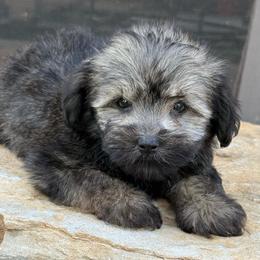 Kara - Black and silver female Havanese puppy in Lancaster, South Carolina from 3 Bs Havanese-PUPPIES with  PURPOSE