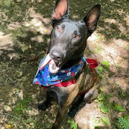 Belgian Malinois All Grown Up from E-Quality Kennels