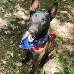 Belgian Malinois All Grown Up from E-Quality Kennels