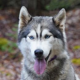 Nefele - Siberian Husky