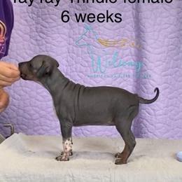 Tay Tay - Black tan and white female American Hairless Terrier puppy in Smith Center, Kansas from Wilsong Kennel