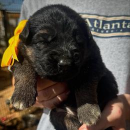 BB litter yellow collar - Black and red female German Shepherd puppy in Wickenburg, Arizona from Vom AshtonHaus German Shepherds