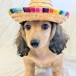 KIWI - Cream male Dachshund puppy in Moscow, Idaho from Bailiwick of Gurnsey