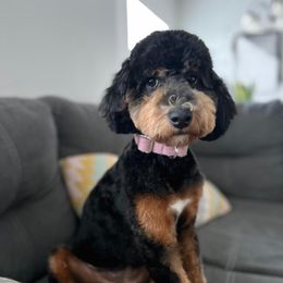 Roxy - Poodle