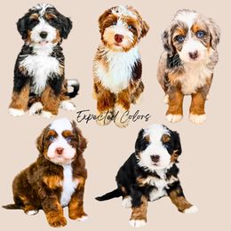 Bernedoodle puppies from Teddy Puppies