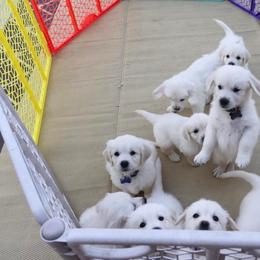 Golden Retriever Puppies from Pushin’ Sand Goldens