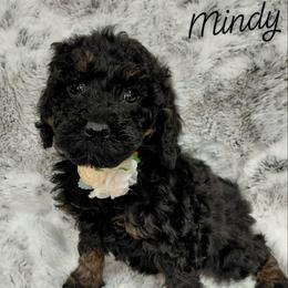 Mindy - Black female Cavapoo puppy in Eau Claire, Wisconsin from Fisher River Doodle's