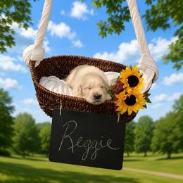 Reggie - Light golden male Golden Retriever puppy in Peoria, Arizona from Westwing Retrievers