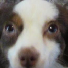 Mary Ellken - Toy Australian Shepherd