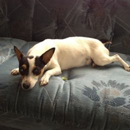 Mandy - Rat Terrier
