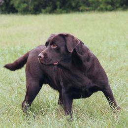 Bay - Labrador Retriever