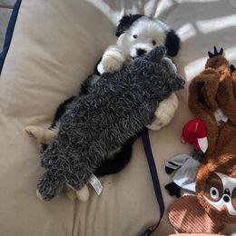 Goldendoodle, Old English Sheepdog, and Sheepadoodle Puppies from V6 Ranch Dogs