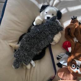 Goldendoodle, Old English Sheepdog, and Sheepadoodle Puppies from V6 Ranch Dogs