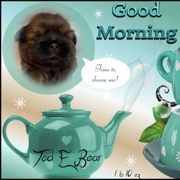 Shih Tzu Puppies from Mtn Top Royal Shih Tzu