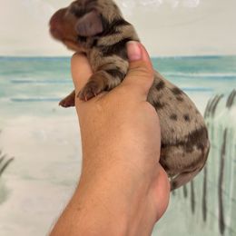 Rocky- possible smooth hair tbd - Dapple male Dachshund puppy in Lakeland, Florida from Elite Doxies Florida