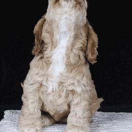 Chole's Cocker Spaniels breeder of Cocker Spaniel