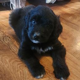 Orange collar - Black and white female Saint Berdoodle puppy in Saint Joseph, Missouri from Home Raised St. Berdoodles