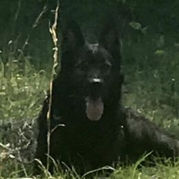 Sarge - German Shepherd