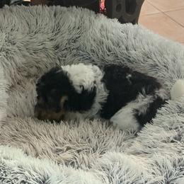 Smooth Fox Terriers and Wire Fox Terriers from Far Echo Fox Terriers