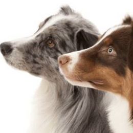Australian Shepherds from Kinematic Australian Shepherds