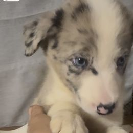 M4 - White and blue merle male Border Collie puppy in Meridian, Mississippi from Border Hollow Border Collies