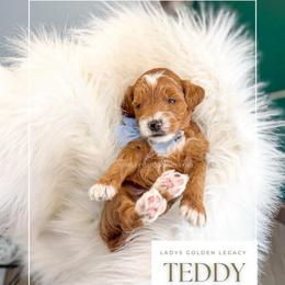 Teddy - Red  male Goldendoodle puppy in Cedar City, Utah from Cedar Doodles- Home of the Teddybear Goldendoodle