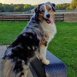 Australian Shepherds from Scarlet Oak Aussies