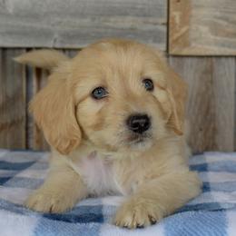 Male 3 of 4 - Cream male Goldendoodle puppy in Macedon, New York from Toodles Goldendoodles