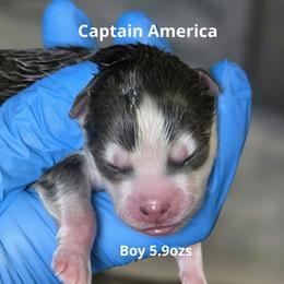 Captain America - Blue male Pomsky puppy in Fredericksburg, Virginia from Purely Pomskies