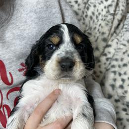 Ephriam - Black white and tan male English Springer Spaniel puppy in Battle Creek, Michigan from Eden Springer Spaniels