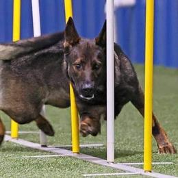German Shepherds from Nutzenhof