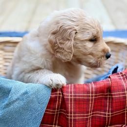 Oak - Cream male Goldendoodle puppy in Beech Bluff, Tennessee from White Oak Kennel